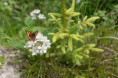 /album/de-omgeving/vlinder-op-bloem-jpg/